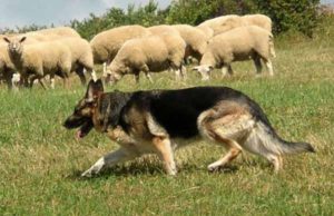Немецкая овчарка - пастух овец