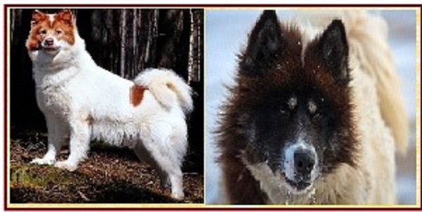 Канадская эскимоская собака
