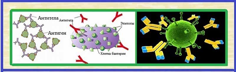 Антигены и антитела