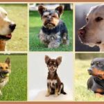 Cамые популярные породы собак в США