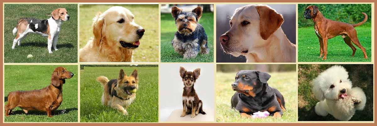 Cамые популярные породы собак в США