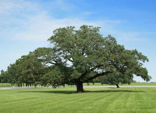 Дуб-национальное дерево США