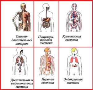  Системы органов человека