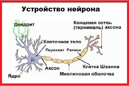 Типичный нейрон