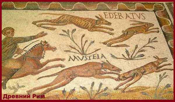 Борзые собаки Древнего Рима
