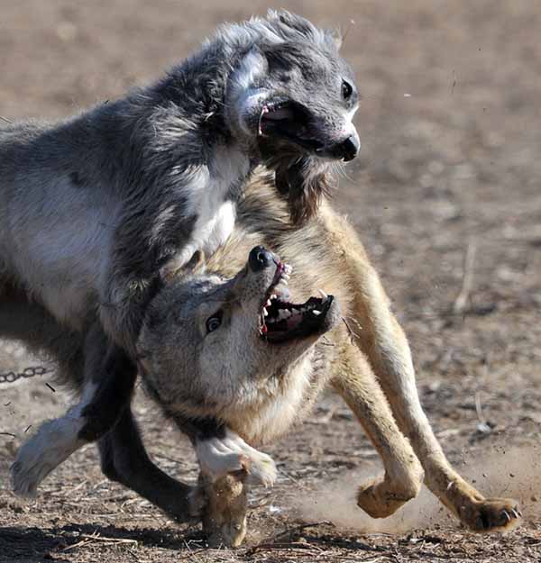 Ирландский волкодав напал на волка