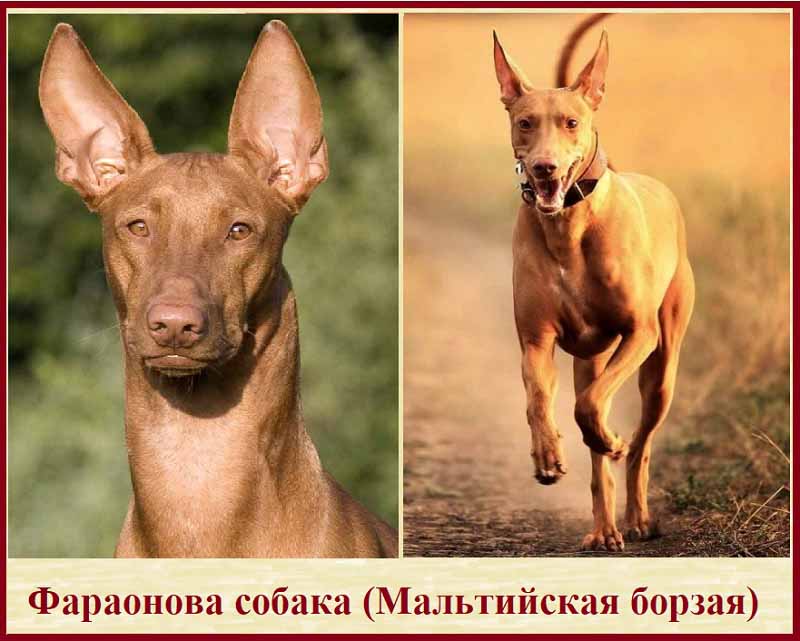 Фараонова собака Мальтийская борзая