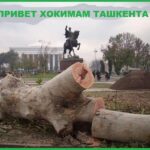 Привет хокимам Ташкента от зелёного сквера Революции
